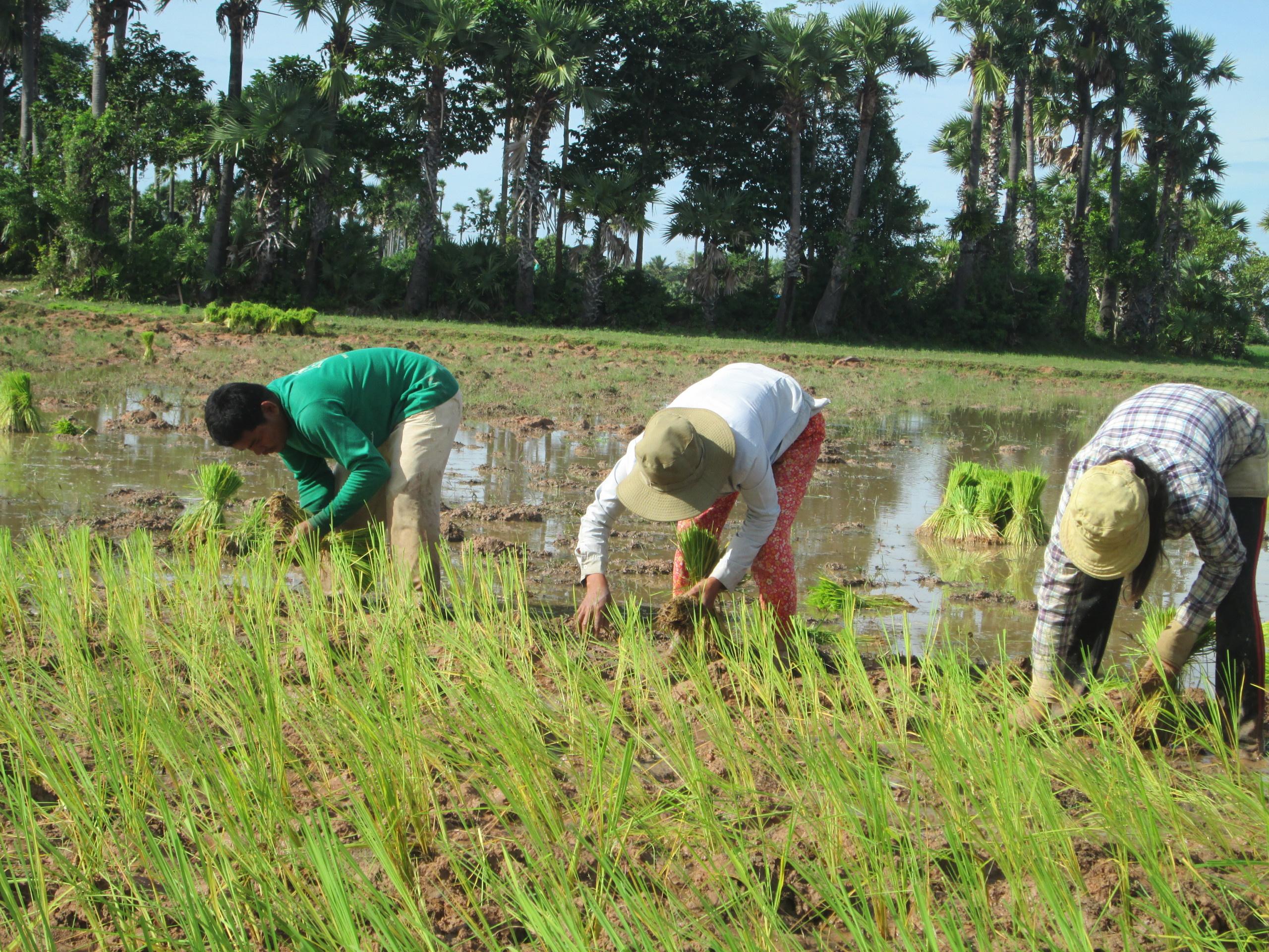 People work in the rice feild